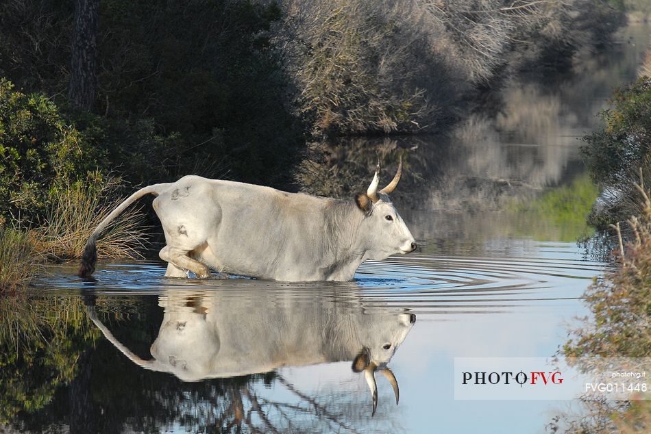 Maremmana, typical italian cow, crossing a small river in a wood