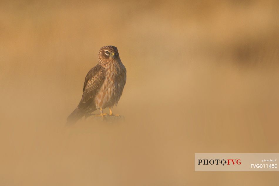 Montagu's harrier