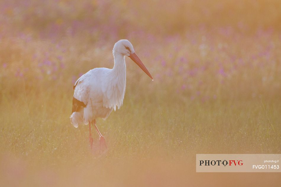 White stork