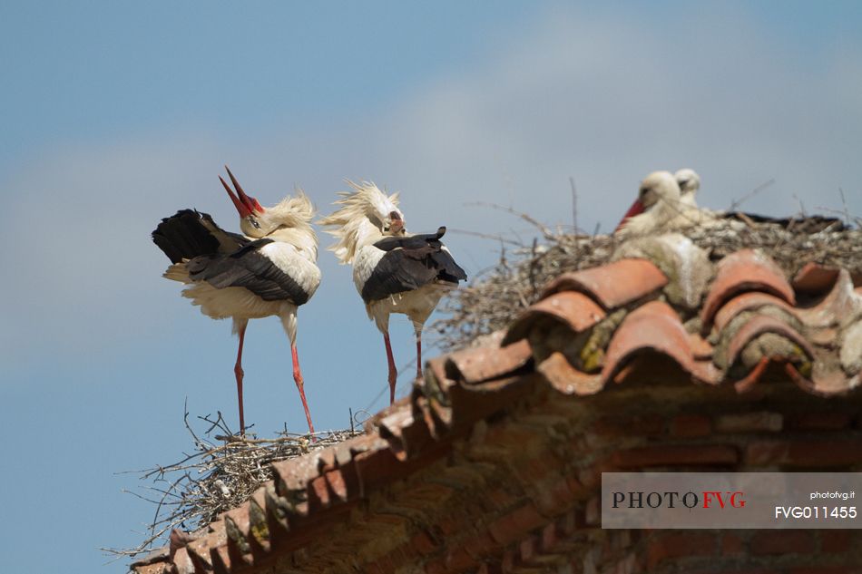 White storks courtship
