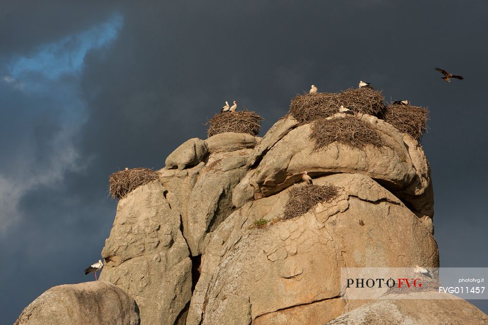 White stork and their nests on Extremadura rocks
