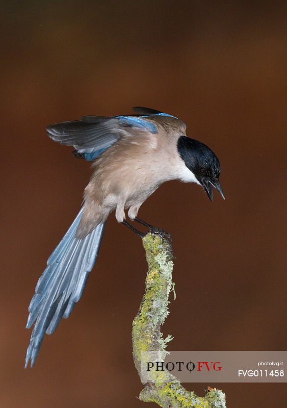 Azure-winged magpie