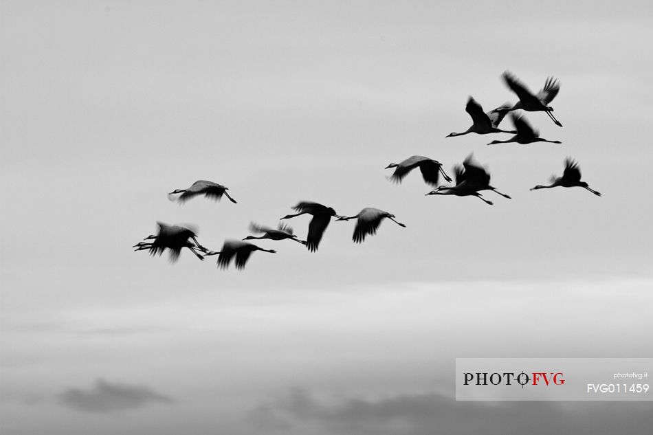 Common cranes flock in flight