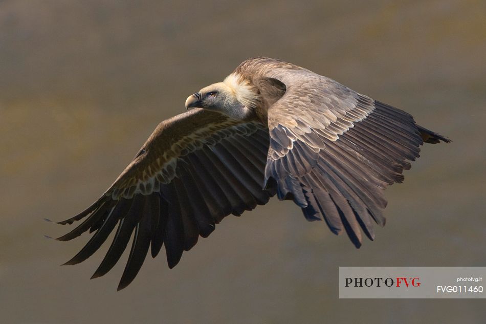 Griffon vulture in flight
