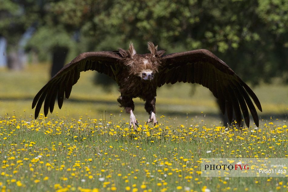 Cinereous vulture