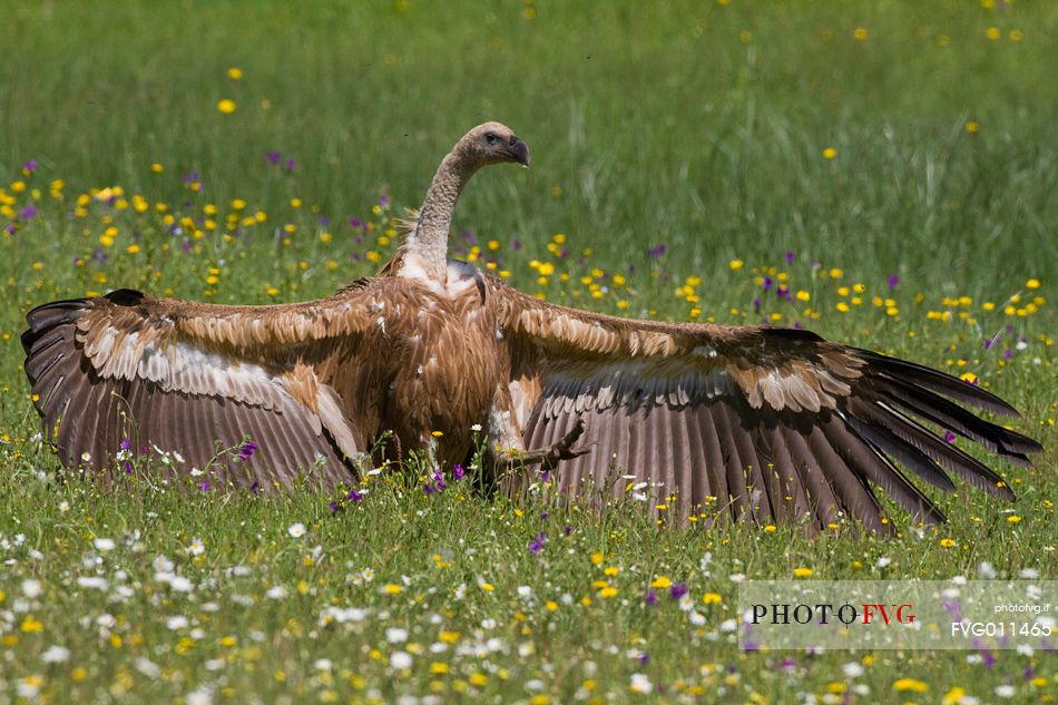 Griffon vulture