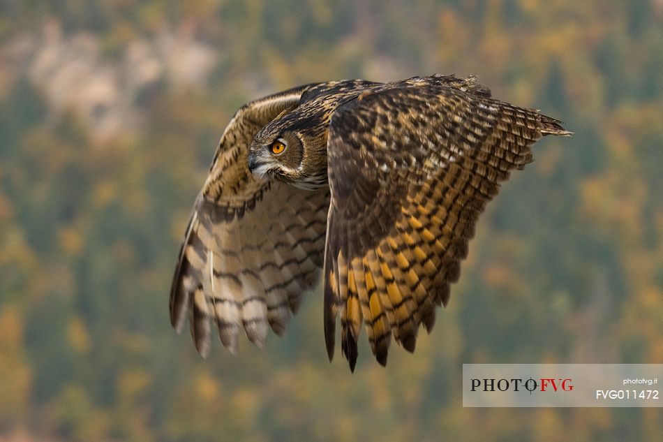 Eurasian eagle-owl in flight