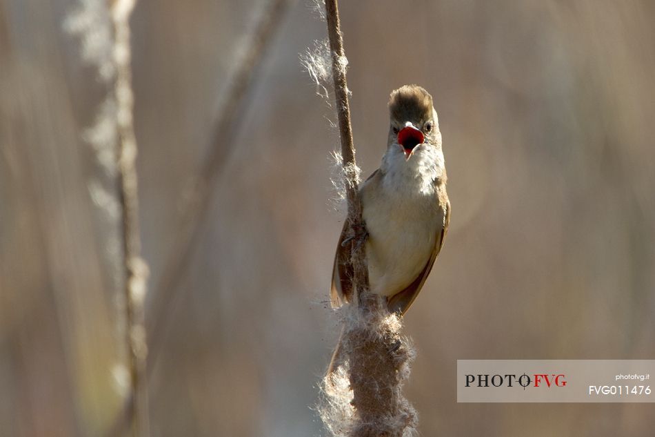 Great reed warbler