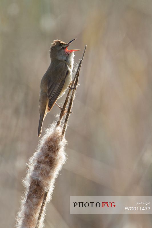 Great reed warbler