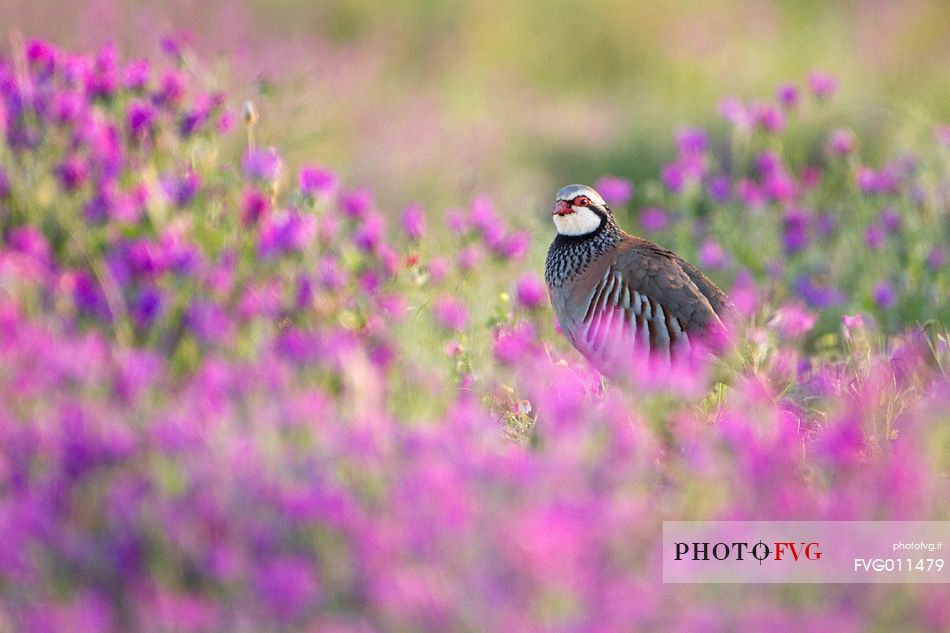 Red-legged partridge