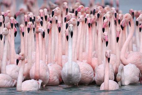 Greater flamingo