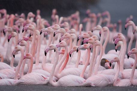 Greater flamingo