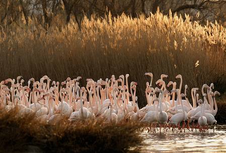 Greater flamingo