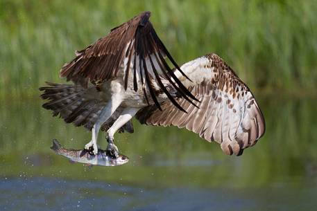 Osprey