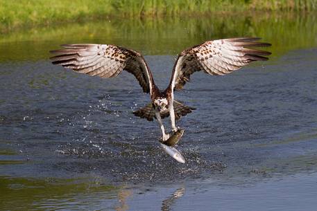 Osprey