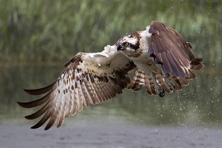 Osprey