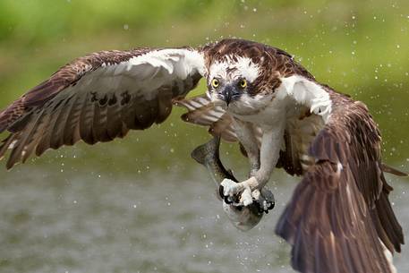 Osprey