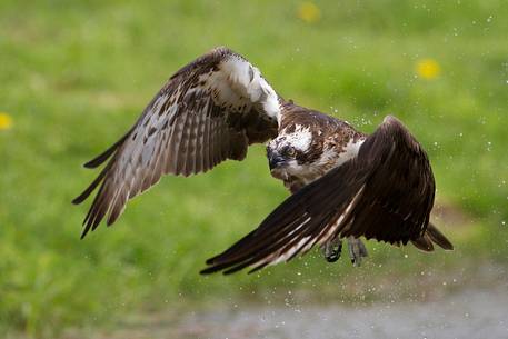 Osprey hunting 