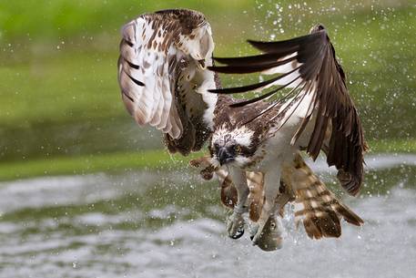 Osprey hunting 