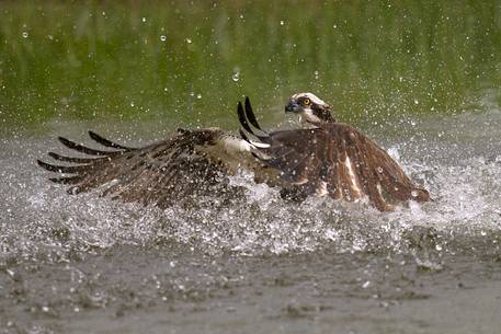 Osprey