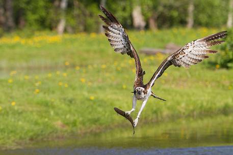 Osprey