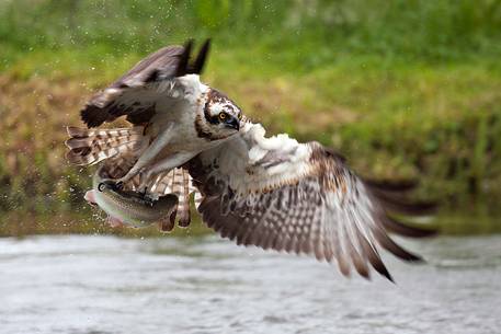 Osprey in flight with a prey, a fish