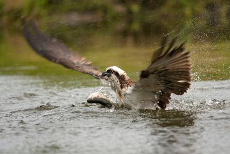 Osprey