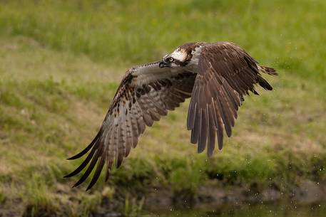 Osprey