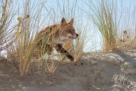 Red fox crossing a sand dune