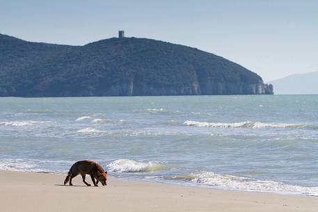 Red fox, seascape