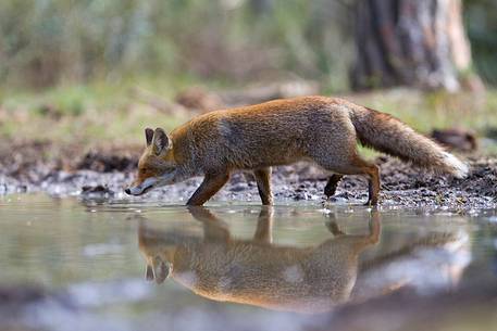 Red fox reflection 