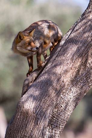 Red fox portrait