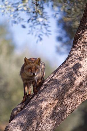 Red fox portrait