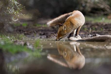 Red fox reflection 