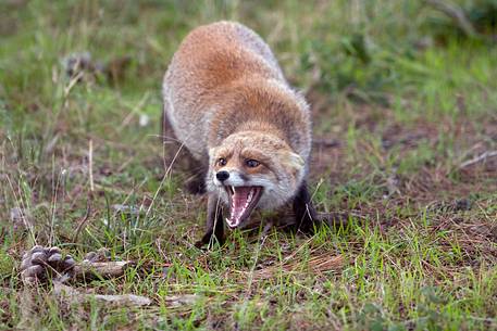 Red fox courtship