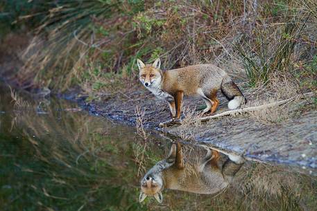 Red fox reflection 