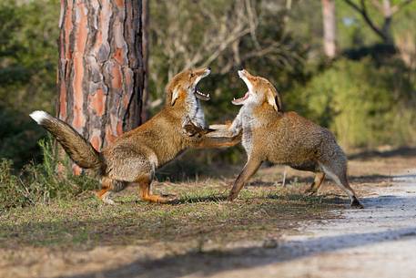 Red fox courtship