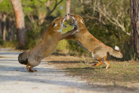 Red fox courtship