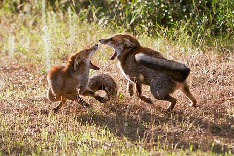 Red fox courtship