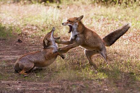 Red fox courtship