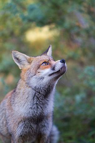 Red fox portrait