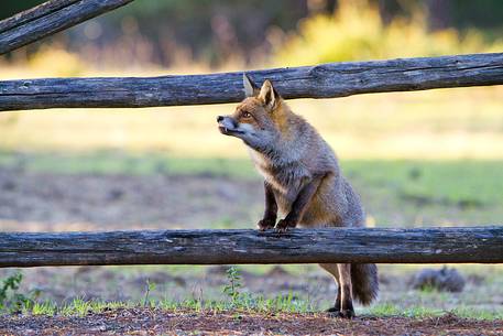 Red fox jumping a fence