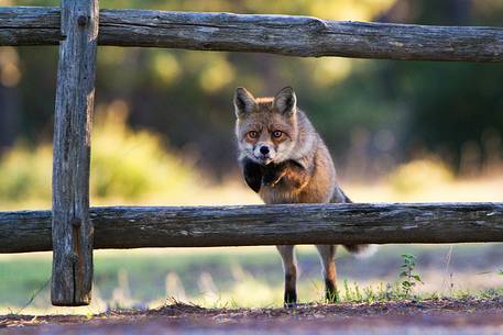 Red fox jumping a fence