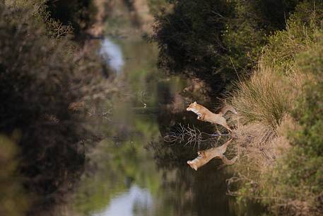 Red fox crossing a small river with a jump