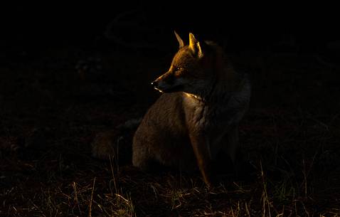 Red fox portrait in spot light