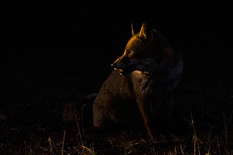 Red fox