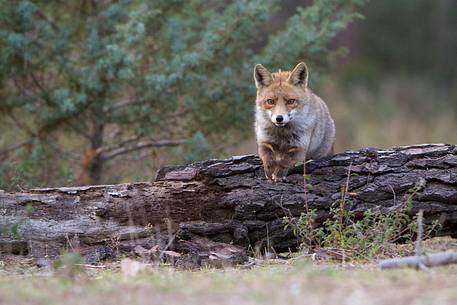 Red fox