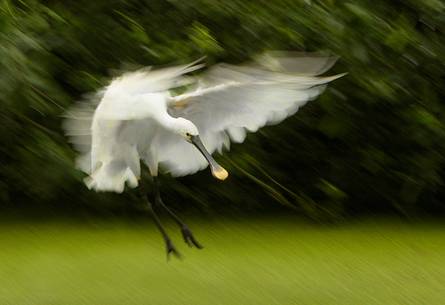 Eurasian spoonbill