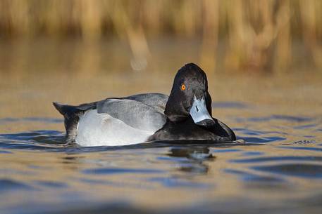 Tufted duck