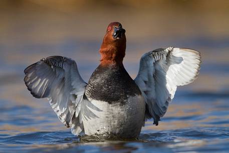 Common pochard